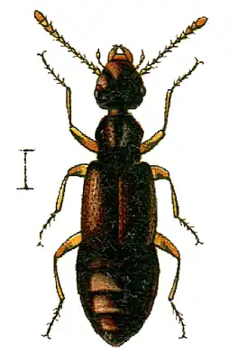 Boreaphilus velox