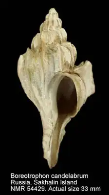 Раковина Boreotrophon candelabrum