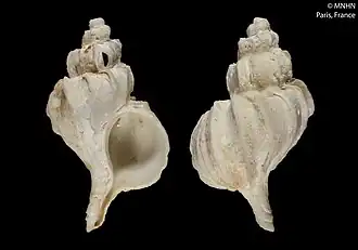 Раковины Boreotrophon egorovi