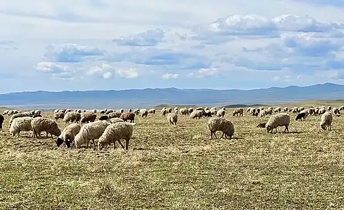 Солончаковые пастбища Боргойских степей славятся на всю Россию вкуснейшим мясом&nbsp;— бараниной