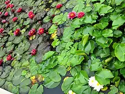 Водяные лилии