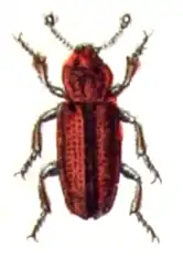 Ботридериды