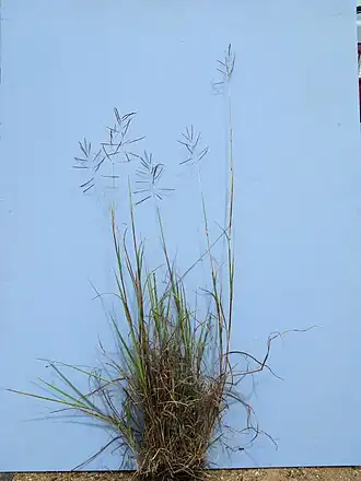 Bothriochloa bladhii