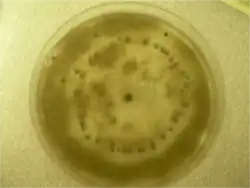 Культура Botrytis cinerea в чашке Петри. Тёмные округлые образования&nbsp;— склероции гриба.