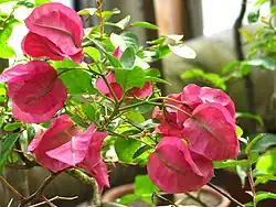 Бугенвиллея голая в Санкт-Петербургском ботаническом саду