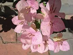 Bougainvillea sp.