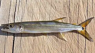 Boulengerella cuvieri