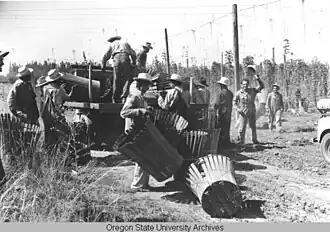 Брасерос несут пустые корзины для сбора хмеля (1943 год).