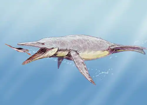 Брахаухениус