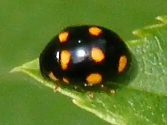 Brachiacantha ursina