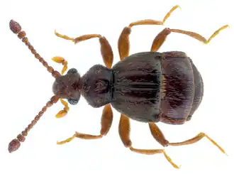 Brachygluta fossulata