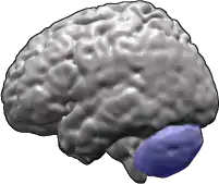 Мозжечок (голубым цветом) головного мозга