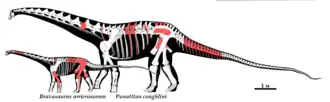 Punatitan в сравнении с описанным из той же формации Bravasaurus. Известный материал отмечен красным.