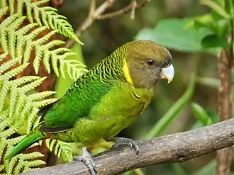 Большой ошейниковый попугай (Psittacella brehmii)