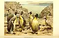 Spheniscidae - гигантские пингвины. (хромлитография)
