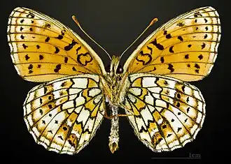 △ Перламутровка геката