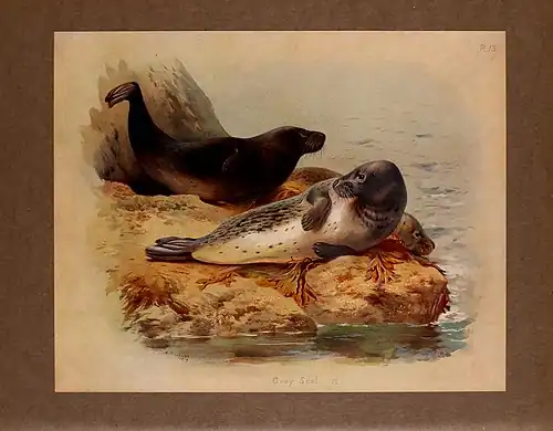 Серый тюлень