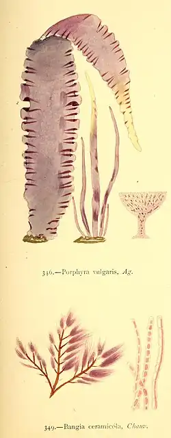 Различные виды бангиевых