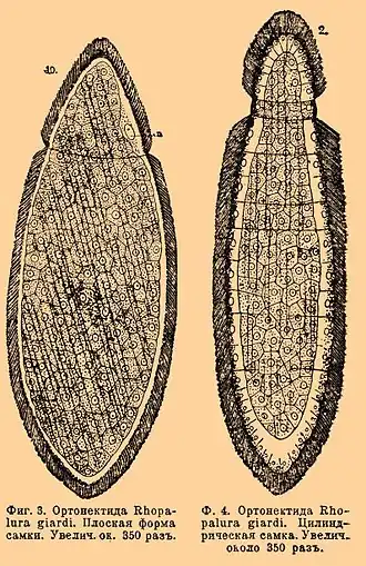 Rhopalura guardi (иллюстрация из ЭСБЕ)