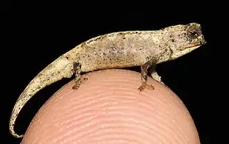 Самый мелкий вид хамелеонов, Brookesia nana, на кончике пальца