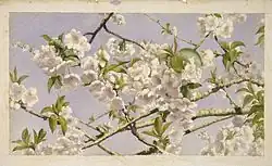 Apple Blossoms