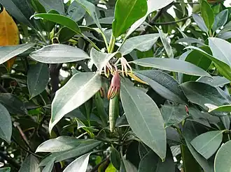 Бругиера голокорневая — тип рода