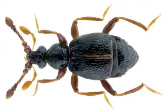 Bryaxis bulbifer