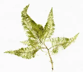 Bryopsis plumosa, около Вильфранш-сюр-Мер