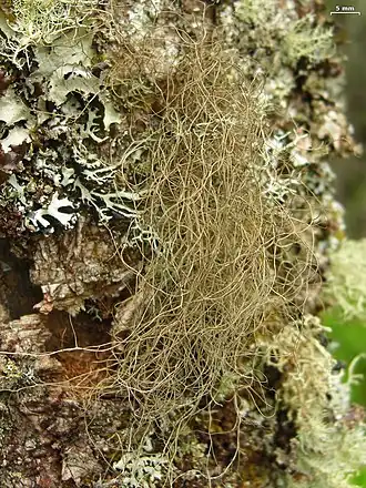 Bryoria nadvornikiana