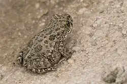 Иранская жаба