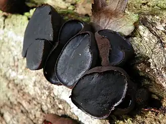 Булгария пачкающая