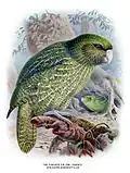 Какапоиз A History of the Birds of New Zealand