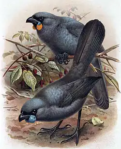 Callaeas cinereus (вверху) и Callaeas wilsoni