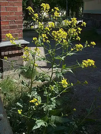 Свербига восточная (Bunias orientalis)