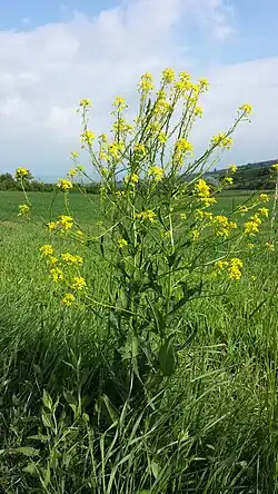 Цветущее растение с завязавшимися плодами.Австрия