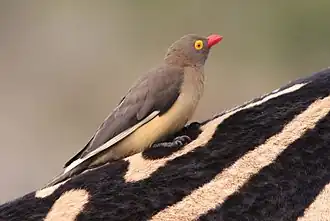 Красноклювый буйволовый скворец (Buphagus erythrorhynchus) на спине зебры