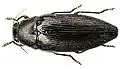 Buprestis dalmatina