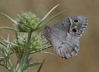 Сатир железный