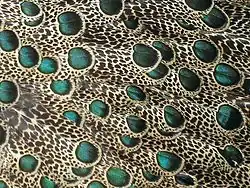 А у павлиньих фазанов (Polyplectron) глазчатые пятна есть и на хвосте, и на крыльях