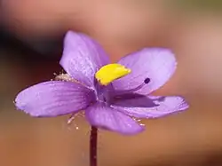 Насекомоядное растение Byblis pilbarana