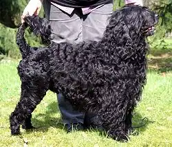 Португальская водяная собака с курчавой шерстью