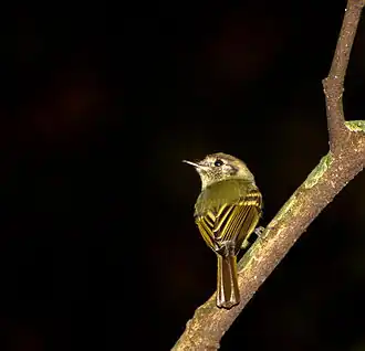 Буроголовый тиранн-инка