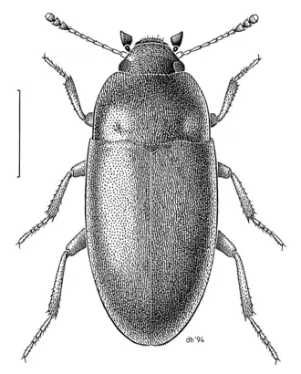 Archeocrypticus topali
