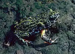 Оранжевогорлая ложная жаба