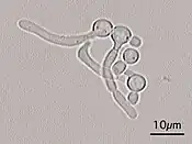 Инкубация простейших