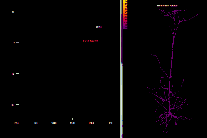 Анимированная симуляция Ca2+ спайка