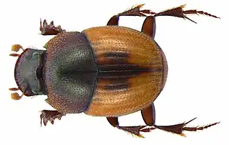 Caccobius dorsalis