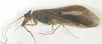 Calocidae