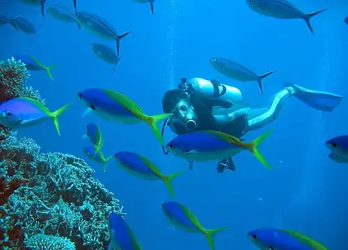 Кораллы Большого Барьерного рифа,  Австралия