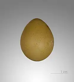 Яйцо расписного перепела